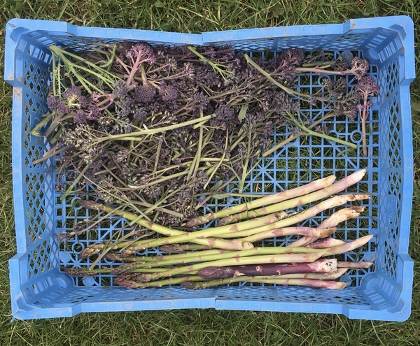 Allotment?Veg Patch Thread 13! Are we weathering the weather?