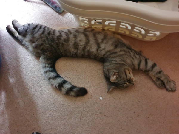 Cat sleeping stretched out