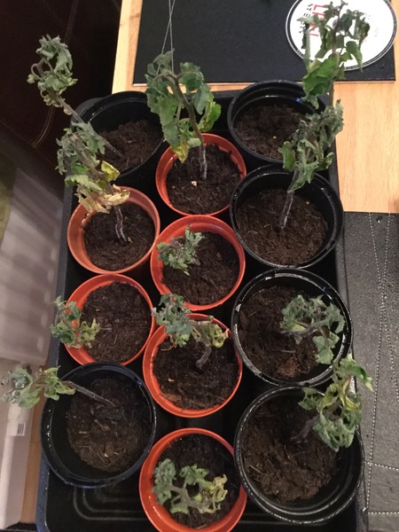 Are my tomato plants beyond saving ? Please help🍅 😕