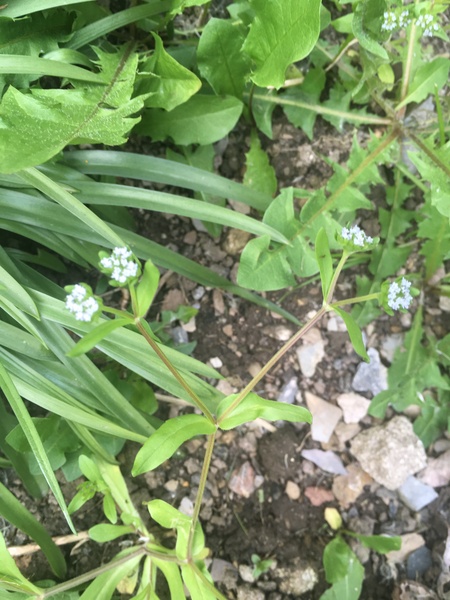 Any Witches Here? Part 8.