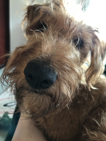 Your favourite dog breed?