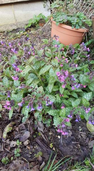 Bee friendly low maintenance natural flowers?