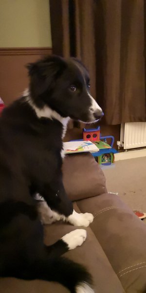 Show me your dog