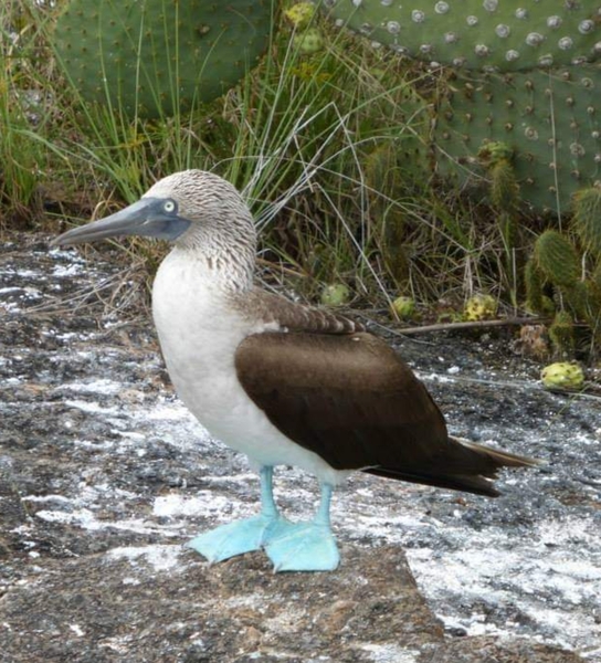Blue-Footed Booby