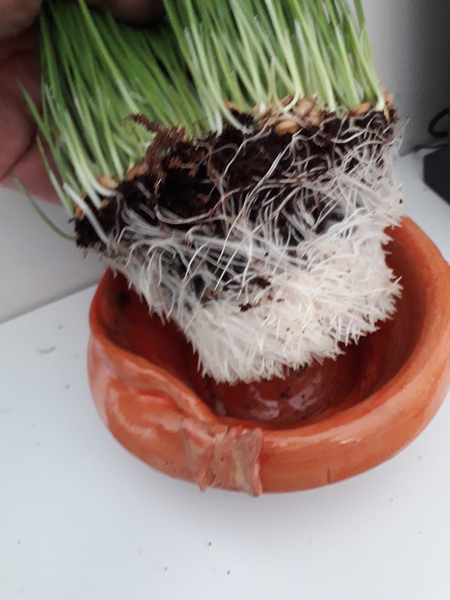 Creepy Wheatgrass *warning* pictures