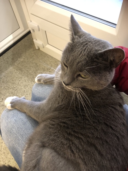 I want a cat, but how do I make sure I get one that’s not an arsehole?