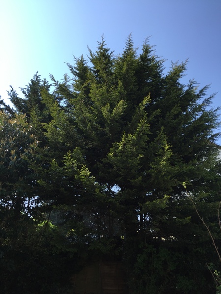 Tree in garden.