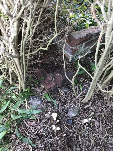 What to do with this hedge?  Who owns it?