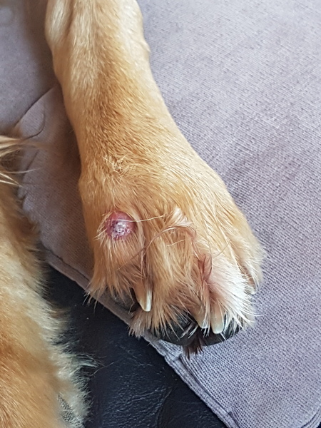 Anyone know what this is on my dogs paw?