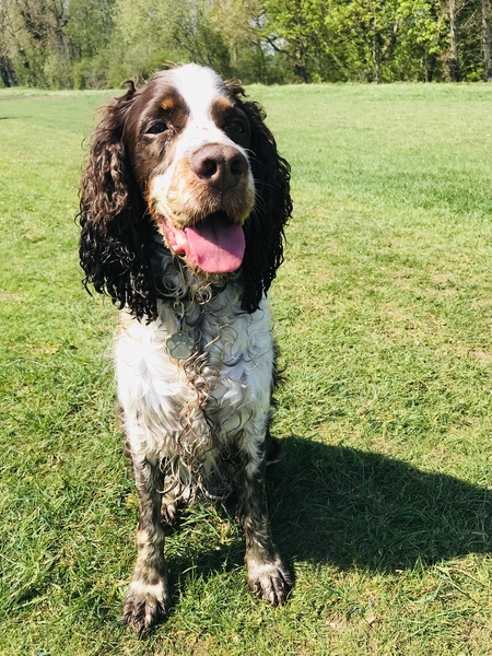 A lovely thread full of dog photos in the sun