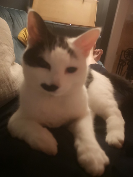 Westminstenders: For Whom the Bell Tolls