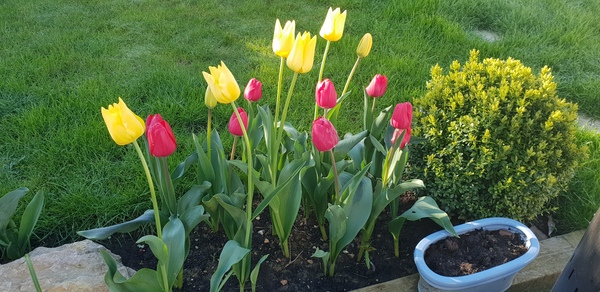 What's blooming in your garden at the moment?