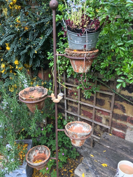 What trailing plant for this? (Pics)
