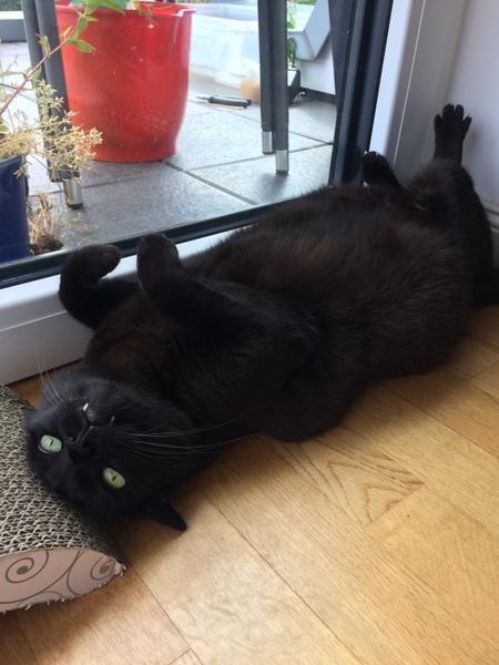 Cat sleeping stretched out