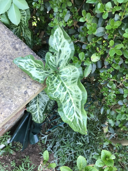 Tropical-looking plant taking over my garden