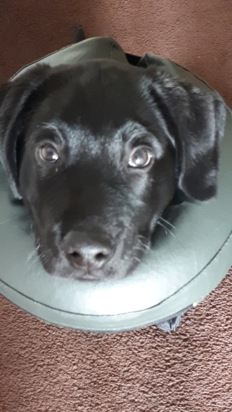 Puppy Has Been Bitten