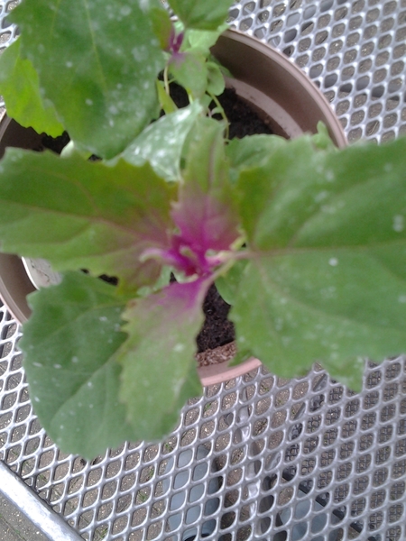 Allotment?Veg Patch Thread 13! Are we weathering the weather?