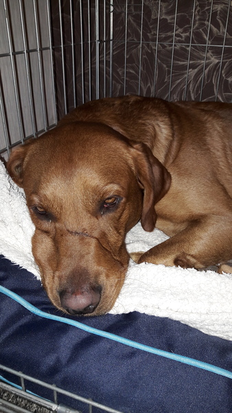 Labrador puppy help