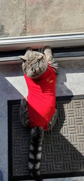 Cat in medical bodysuit not happy