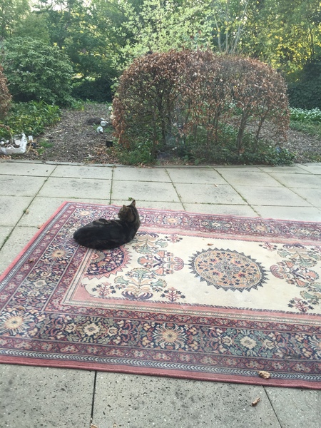 Westminstenders: Why the Irish Border isn't a Remain/EU Plot