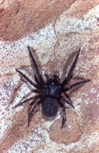 Spider identification please - ***PICTURE!***