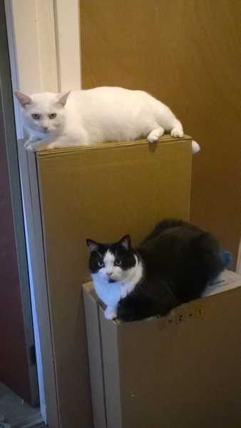 I think they need a new bed....