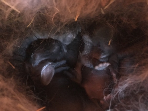 Help! Accidental bunny litter