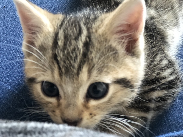 Kitten photo