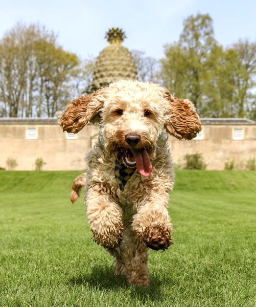 A lovely thread full of dog photos in the sun
