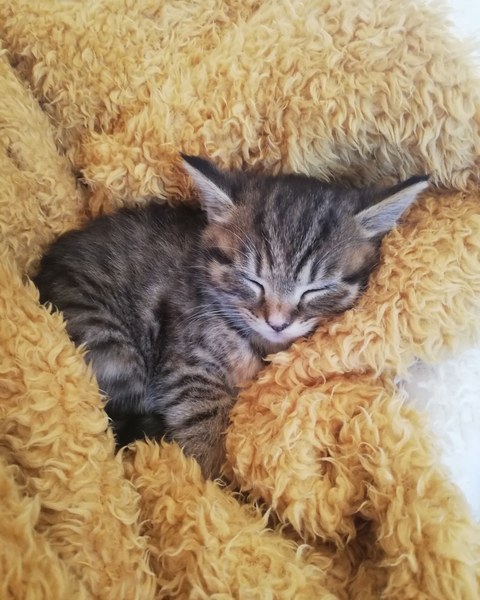 Giving kitten to someone in a flat? Is it cruel?