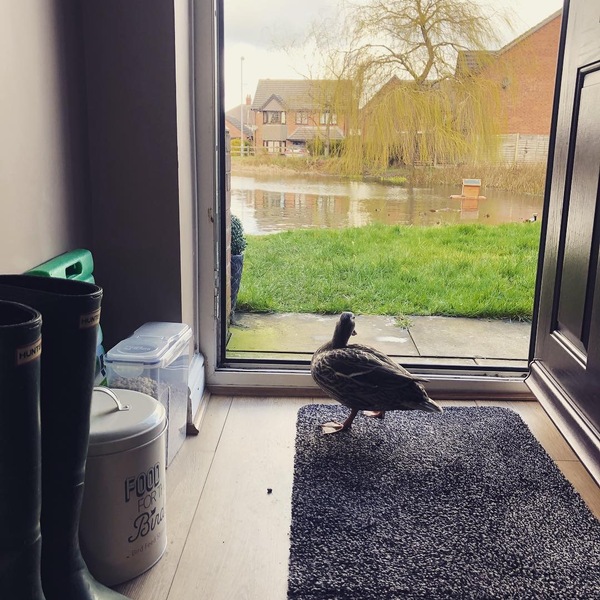 To feed the ducks in the park frozen peas?