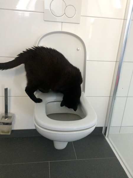 What's your DCat up to today? (Thread 7!)