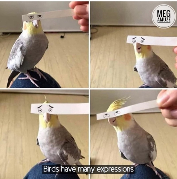 Please share your funny memes or pictures.