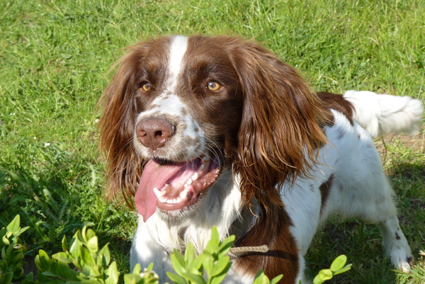 Your favourite dog breed?