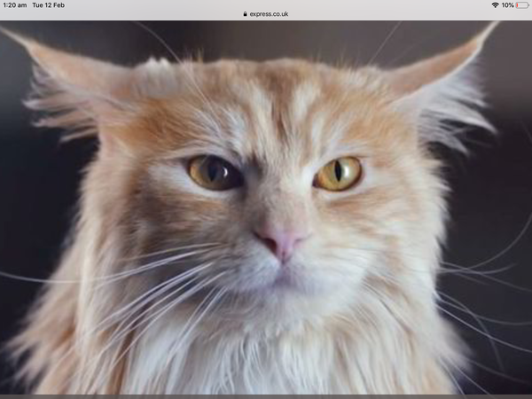 Weird cat advert anyone?
