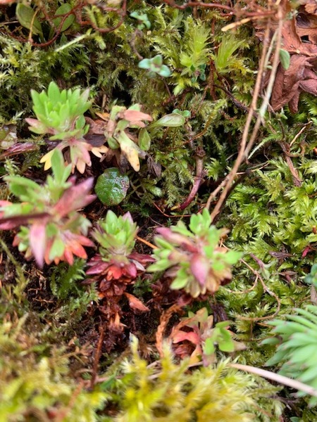 Rockery plant, any ideas?