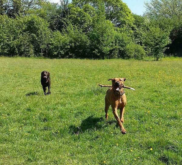 Your favourite dog breed?