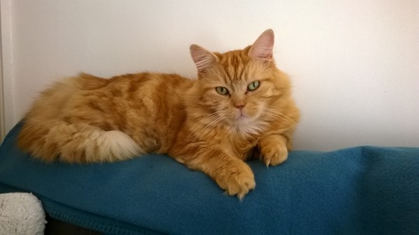 How did you meet your cat(s)?