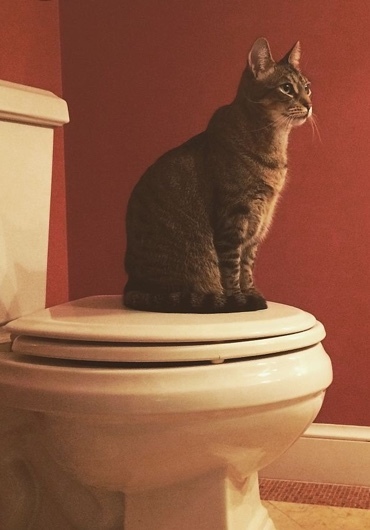 Westminstenders: For Whom the Bell Tolls