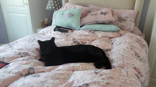 How did you meet your cat(s)?