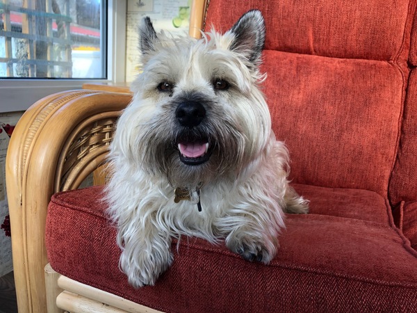 Show me your dog