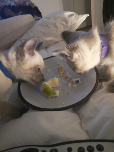 Cats or Dogs, if only on species could survive?