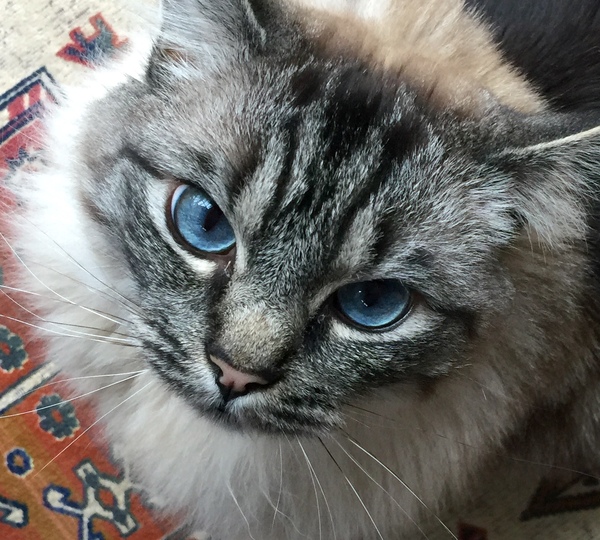 Ragdolls are so stupid, but so lovely...