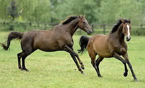 To wonder why people still bet on the grand national