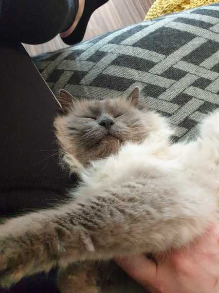 Do you have a ragdoll?