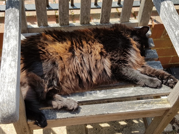 What's your DCat up to today? (Thread 7!)
