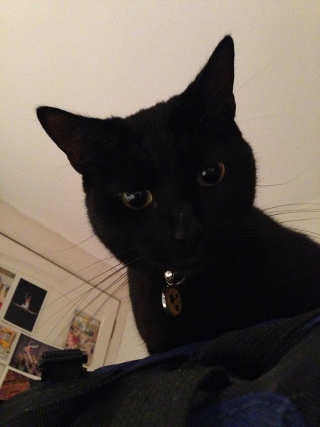 Weird cat advert anyone?