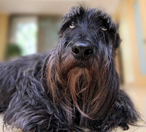 Your favourite dog breed?