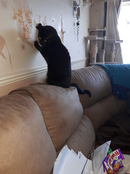 Cat sleeping stretched out