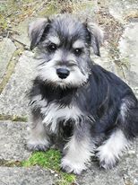 Floyd or Fergus?
